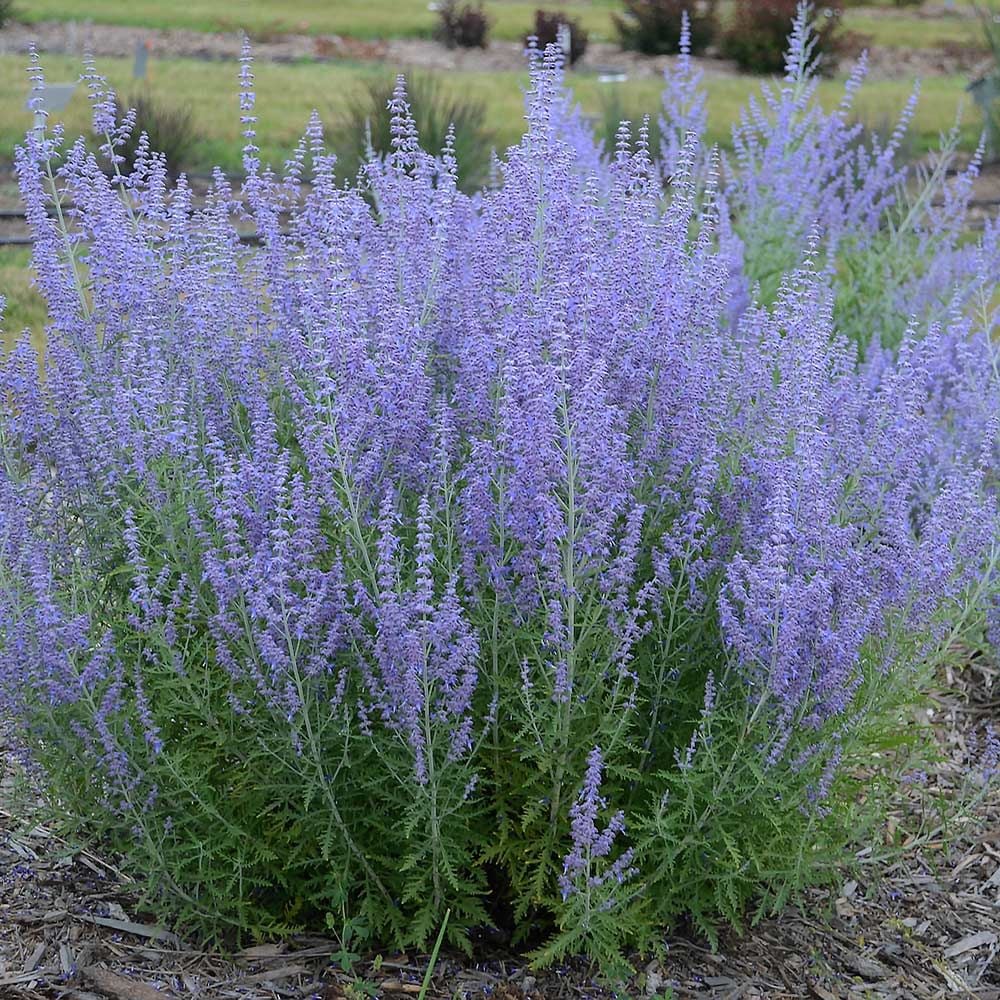 Perovskia Atriplicifolia 'Blue Jean Baby'