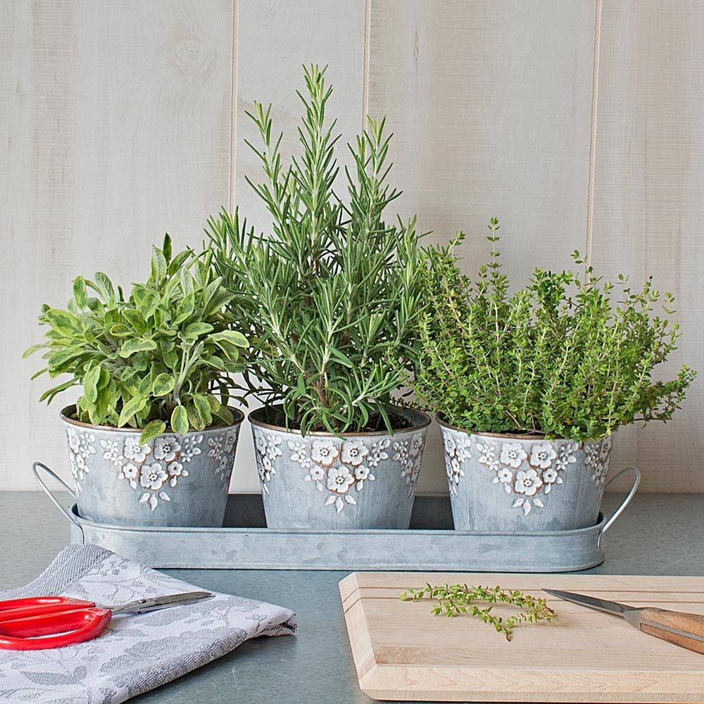 Cook's Herb Trio In Embossed Pots