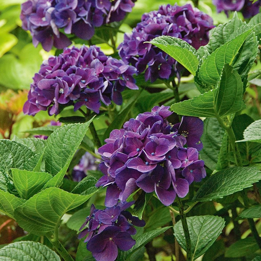 Hydrangea Macrophylla Color Fantasy®