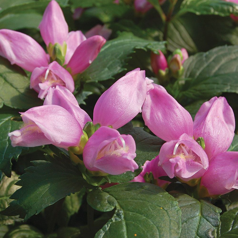 Chelone Lyonii 'Hot Lips'