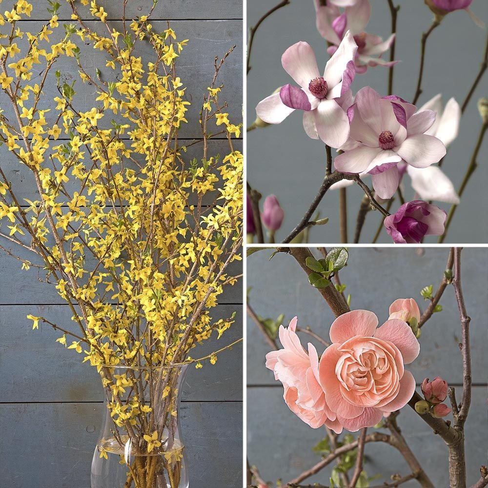 Three Months Of Flowering Branches, January - March
