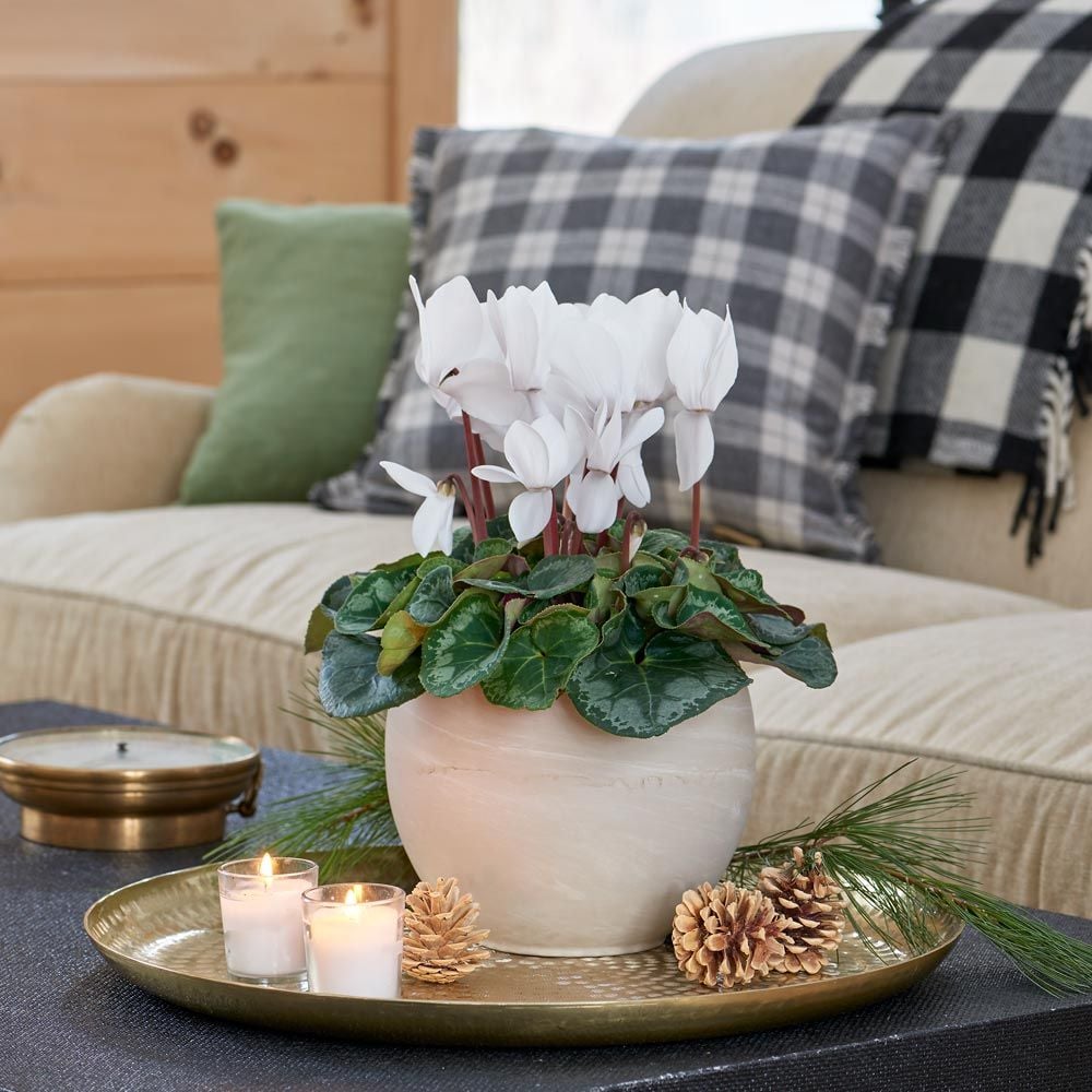 Cyclamen Halios® Pure White In Cream Ceramic Cachepot
