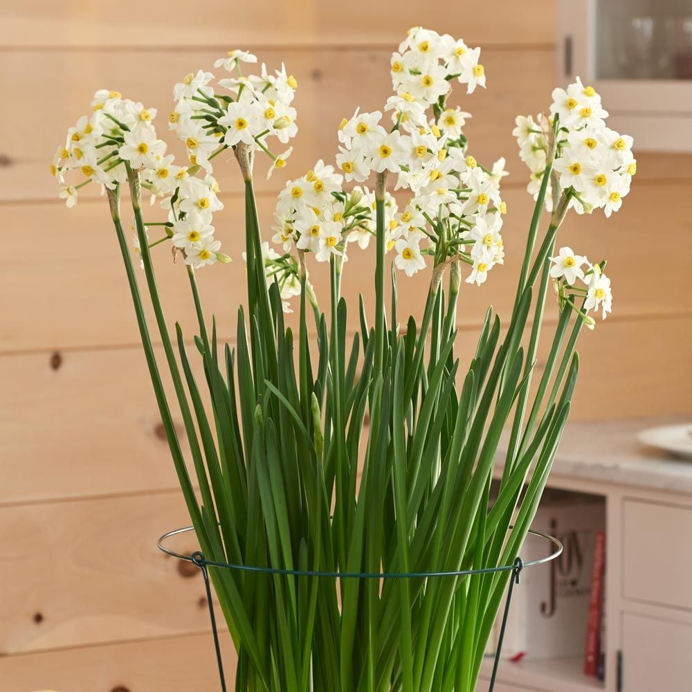 Paperwhite 'Wintersun,' 24 Bulbs