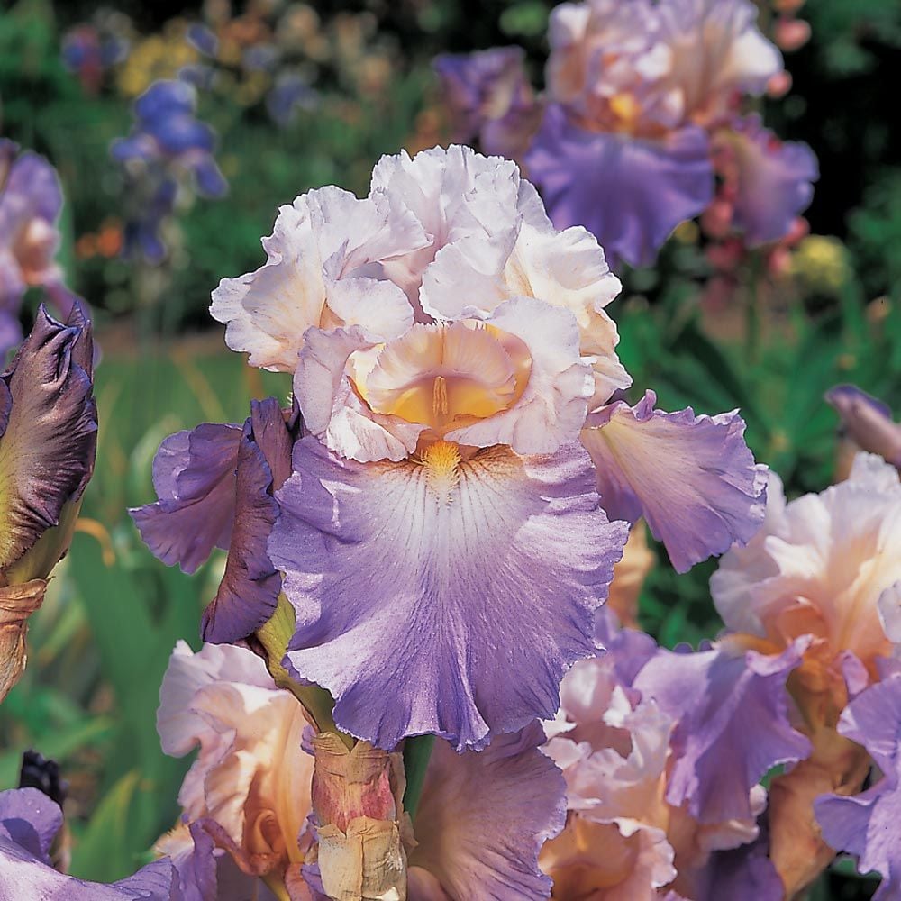 Iris Germanica 'Mother Earth' - Reblooming