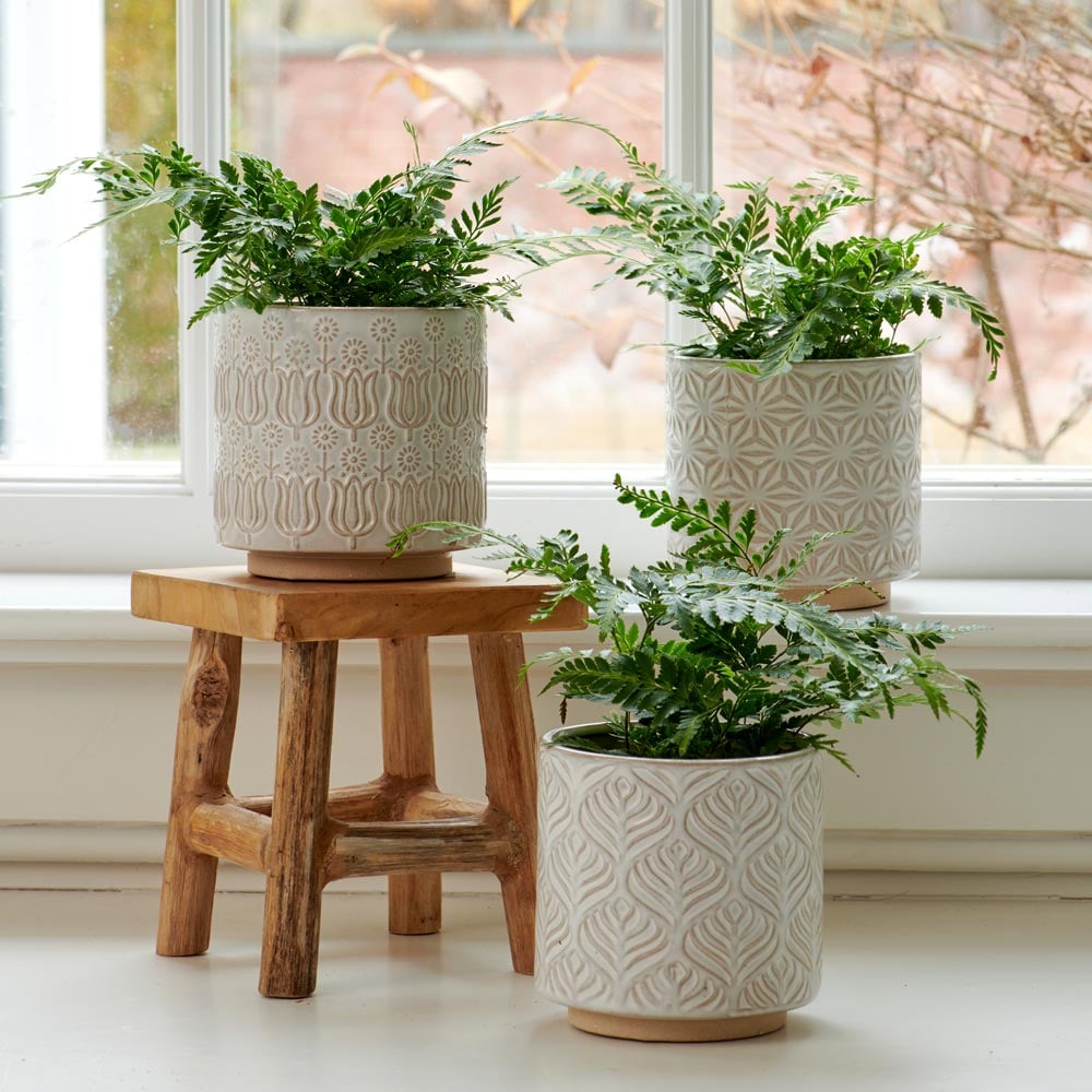 East Indian Holly Fern Trio In Lokka Ceramic Pots