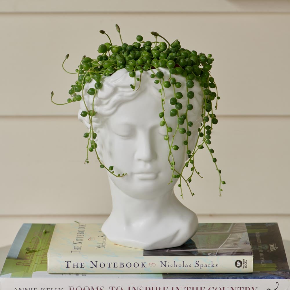 Senecio String Of Pearls In Persephone Ceramic Planter