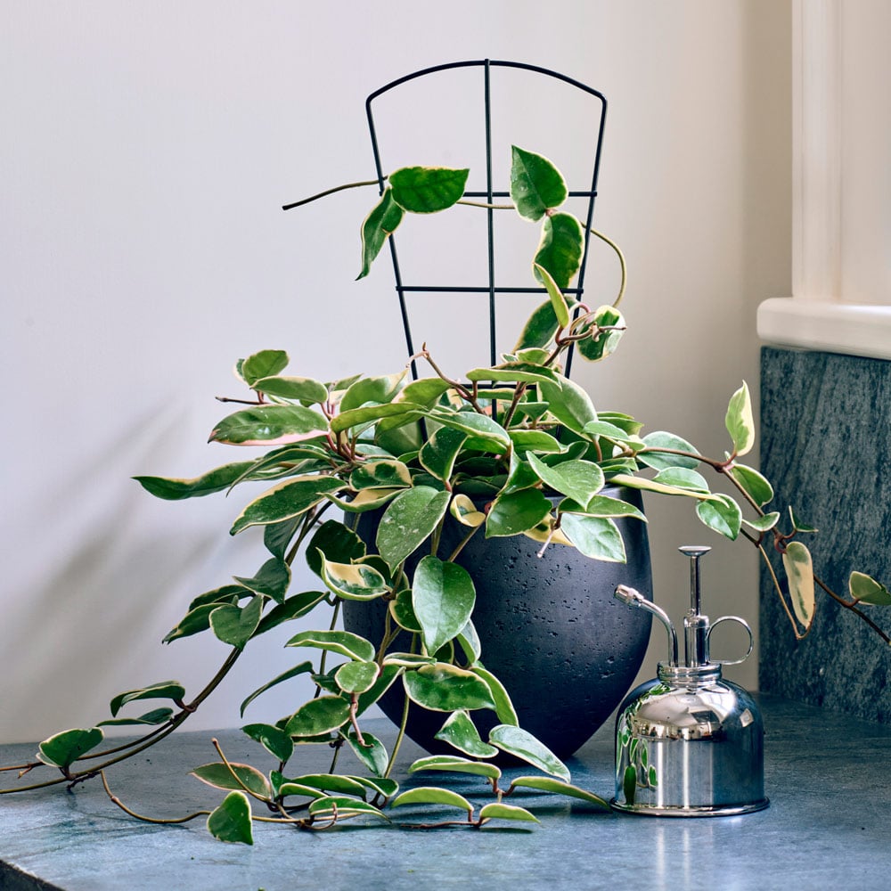 Petite Trellises, Set Of 3