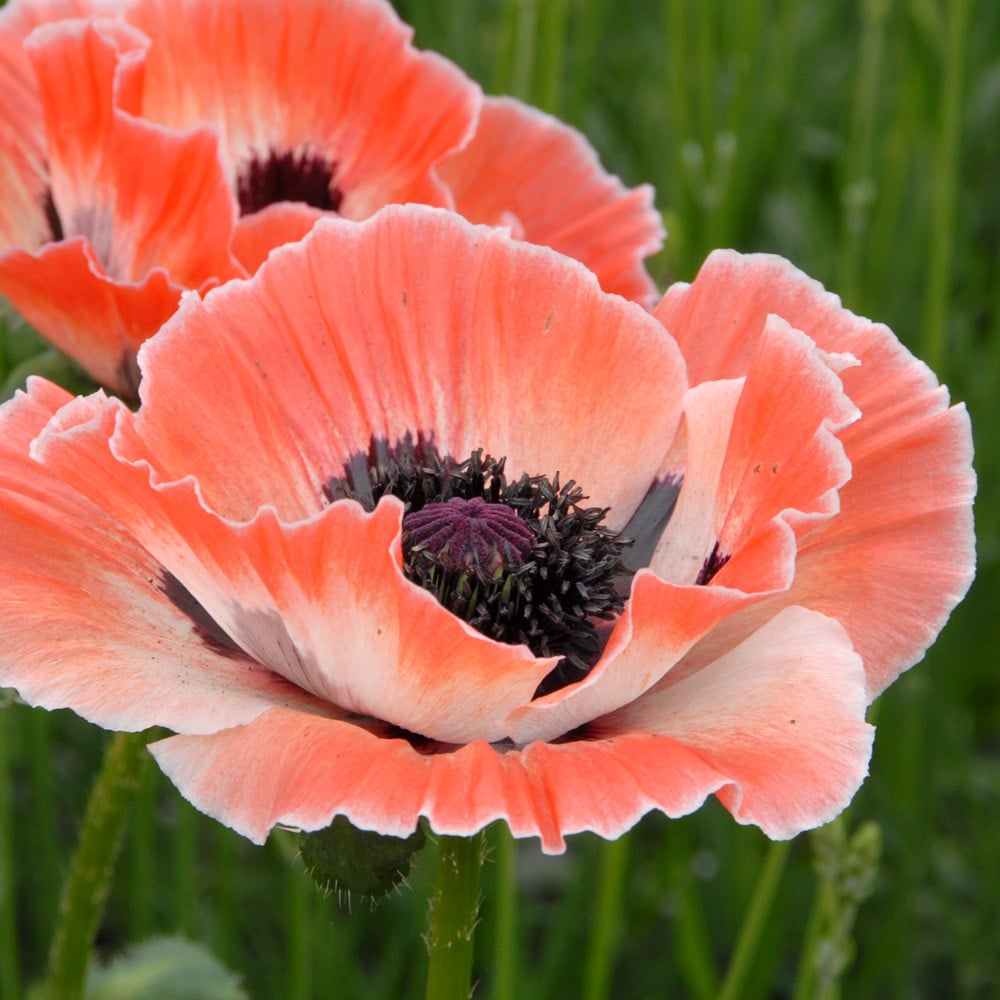 Papaver Orientale 'Carnival'