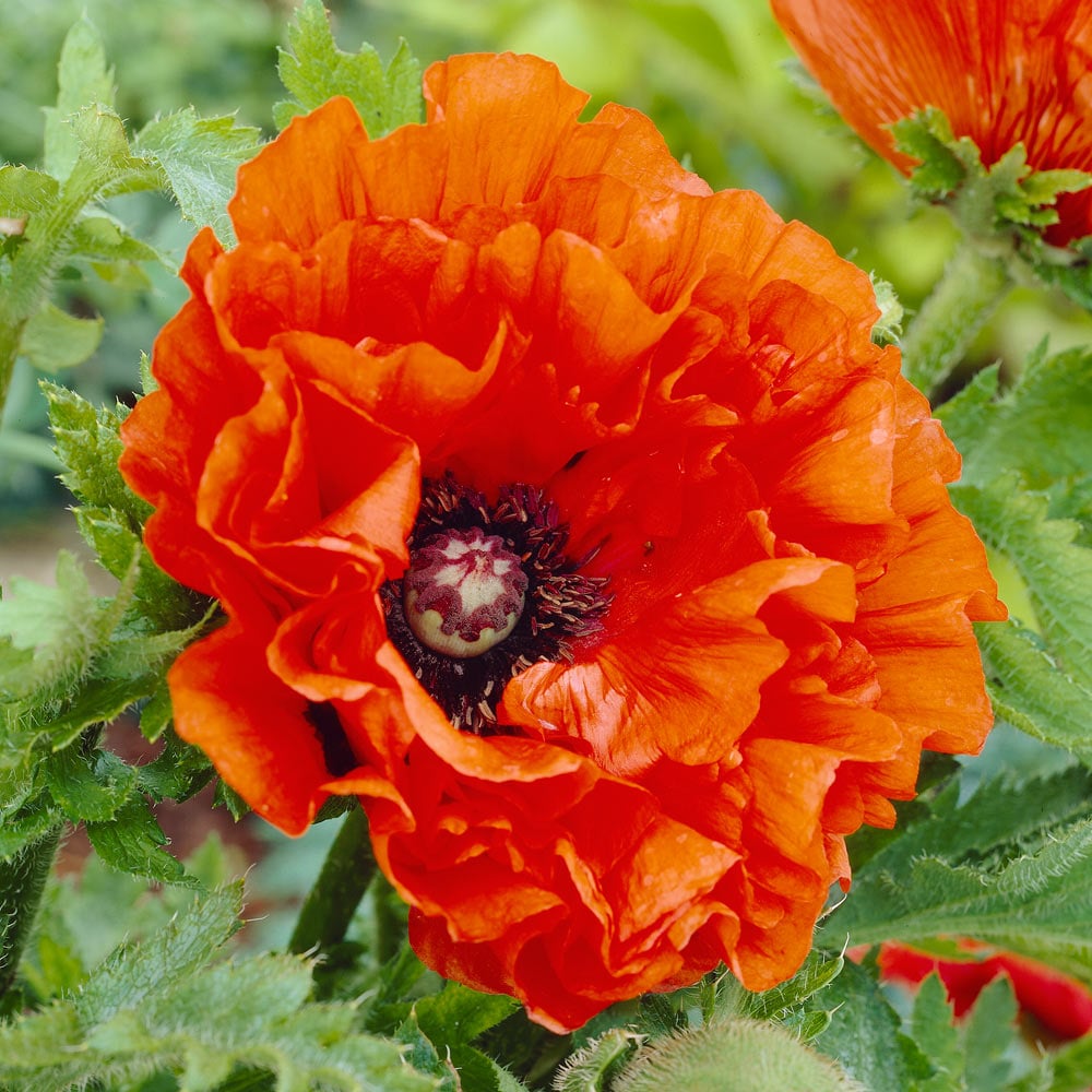 Papaver Orientale 'Eye Catcher'