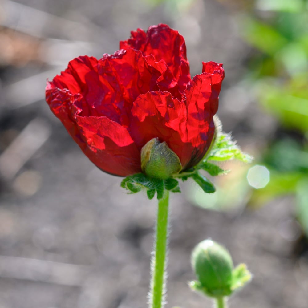 Papaver Orientale