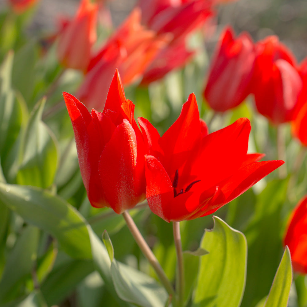 Tulip Praestans 'Zwanenburg Variety'