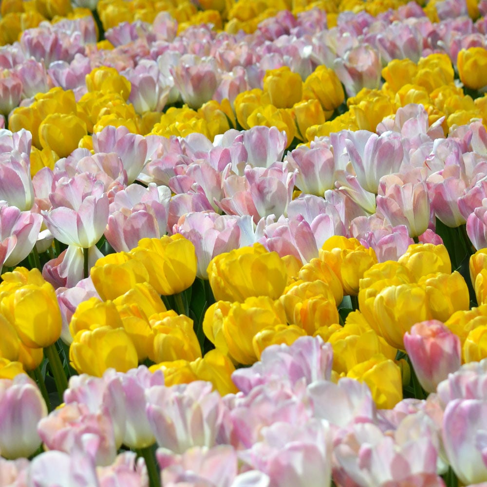 Encore Tulip Duo