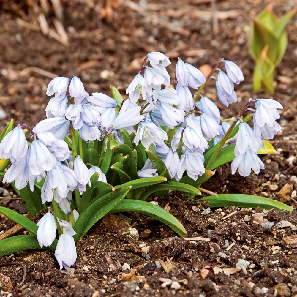 Scilla Mischtschenkoana