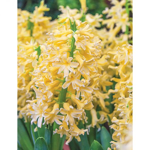Hyacinthus Orientalis 'Yellowstone'