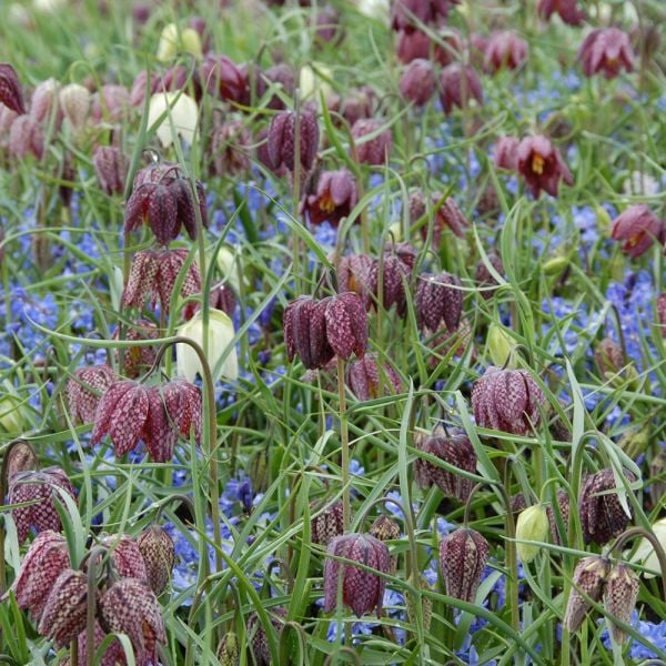 Fritillaria Meleagris Mix