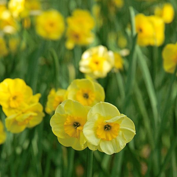 Award-winning Miniature Daffodils