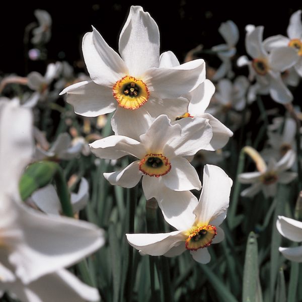 Scent Of Spring Daffodil Mix
