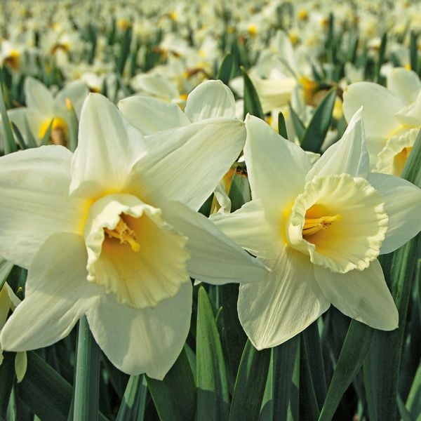 White Trumpet Solo Daffodil Mix