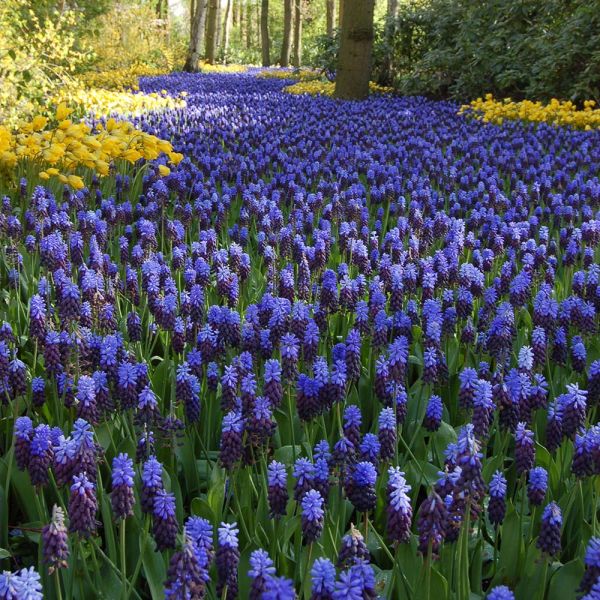 Muscari Latifolium