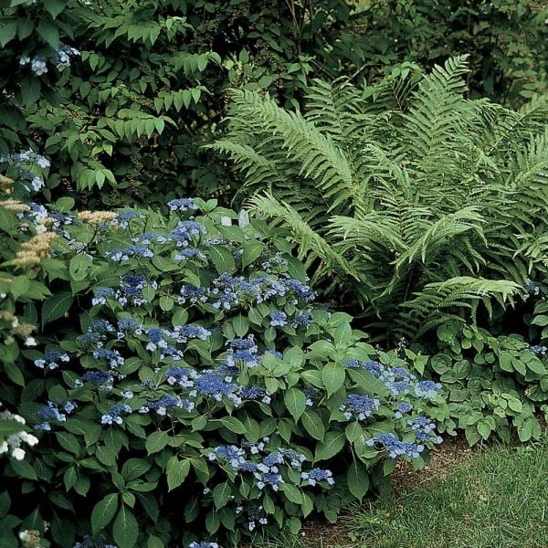 Hydrangea Serrata 'Blue Billow'