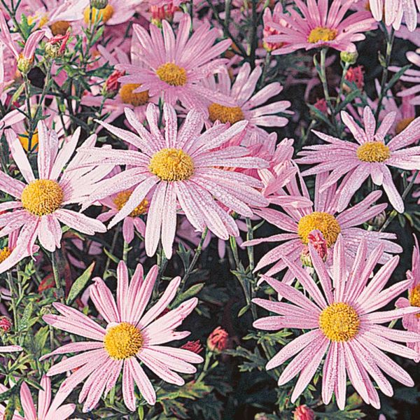Chrysanthemum 'Clara Curtis'