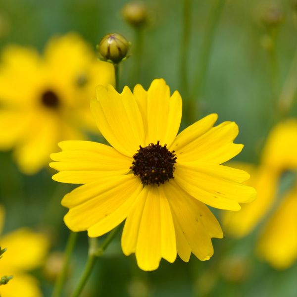 Coreopsis Palustris 'Summer Sunshine'