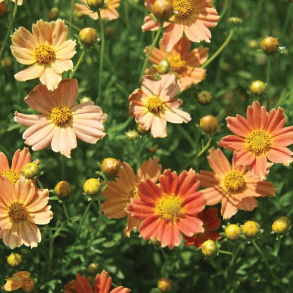 Coreopsis Verticillata Crème Caramel™