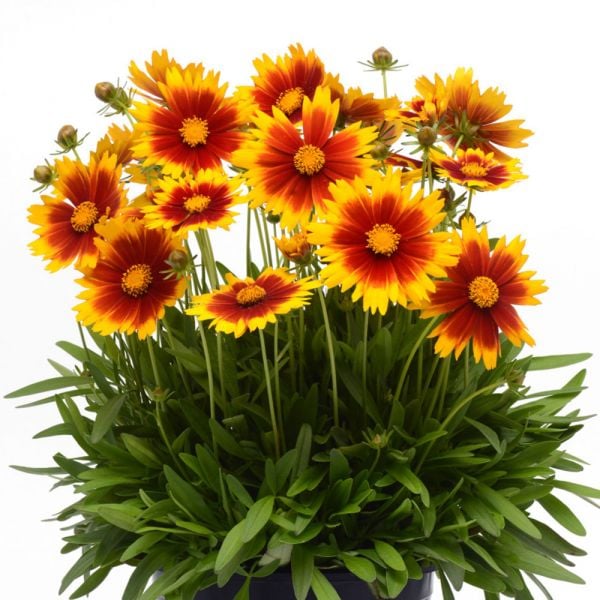 Coreopsis UpTick™ Gold & Bronze