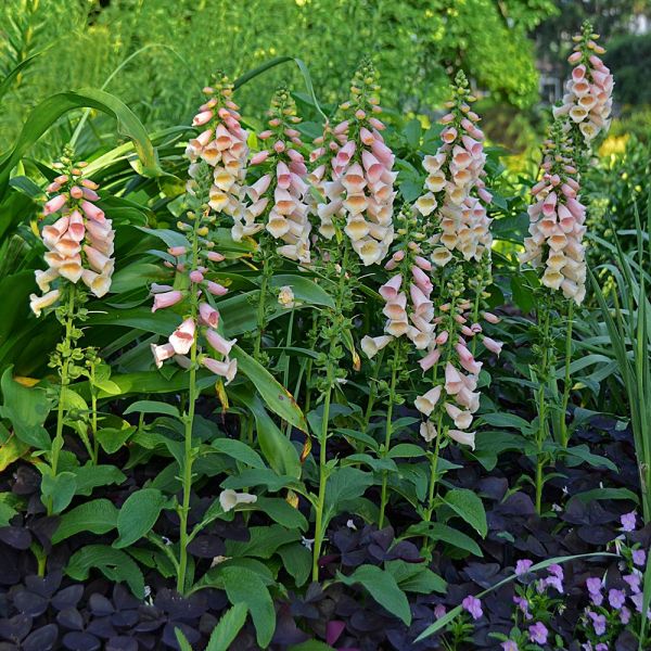 Digitalis Purpurea 'Dalmatian Peach'