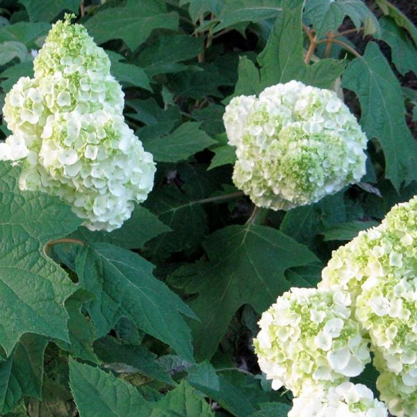 Hydrangea Quercifolia Gatsby Moon®