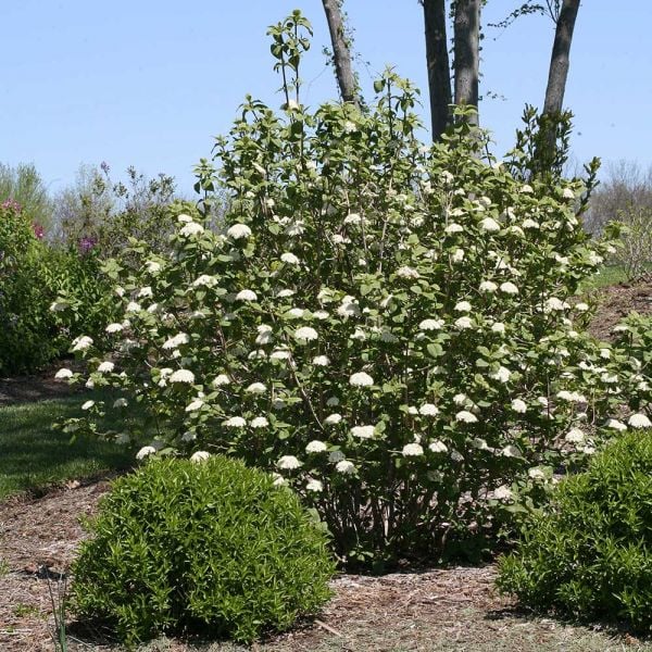 Viburnum Red Balloon®