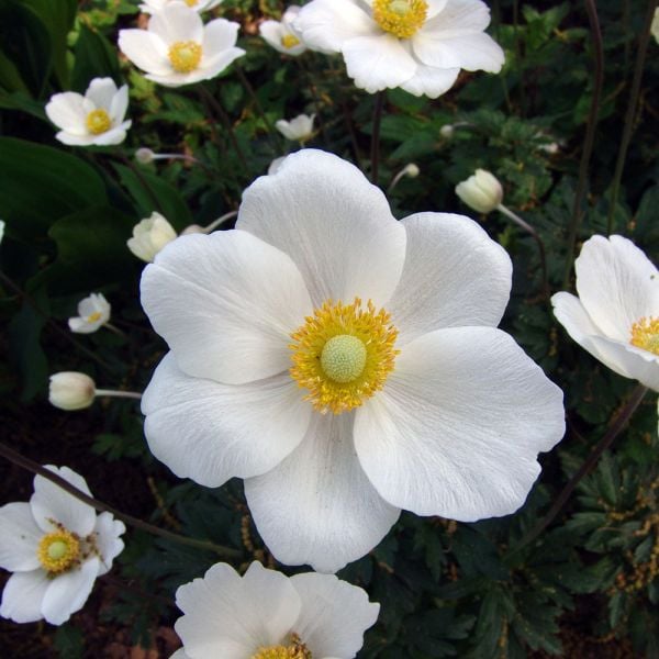 Anemone Sylvestris