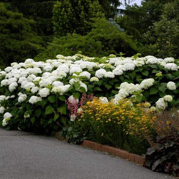 Hydrangea Arborescens 'Annabelle'