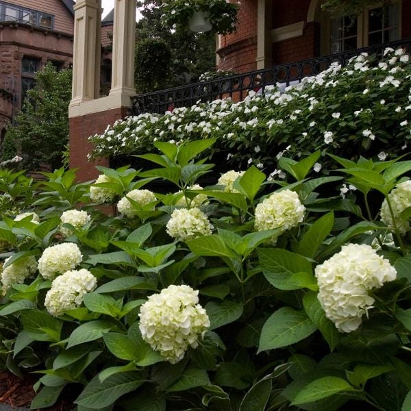 Hydrangea Macrophylla Endless Summer® Blushing Bride®