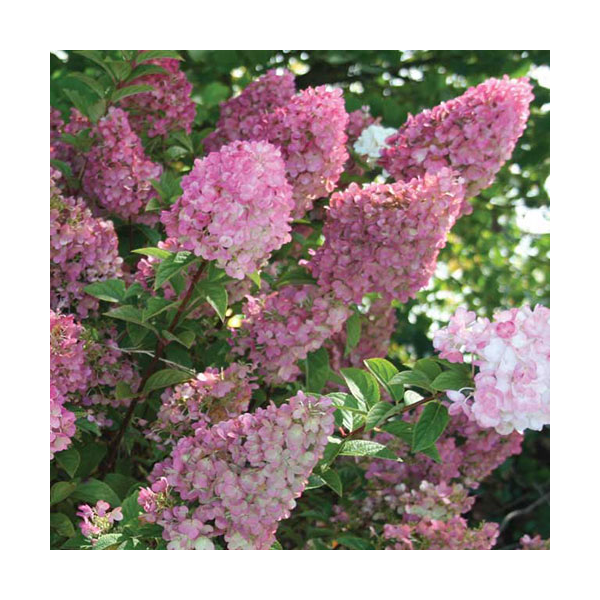 Hydrangea Paniculata Strawberry Sundae®