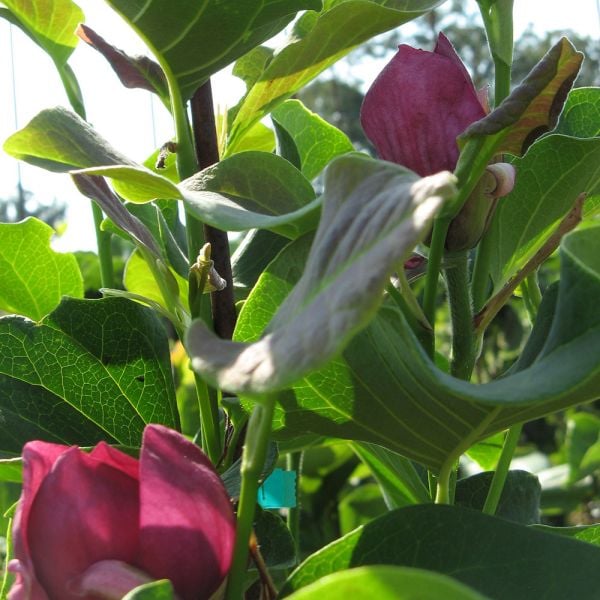 Magnolia 'Genie'