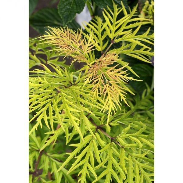 Sambucus Racemosa Lemony Lace®