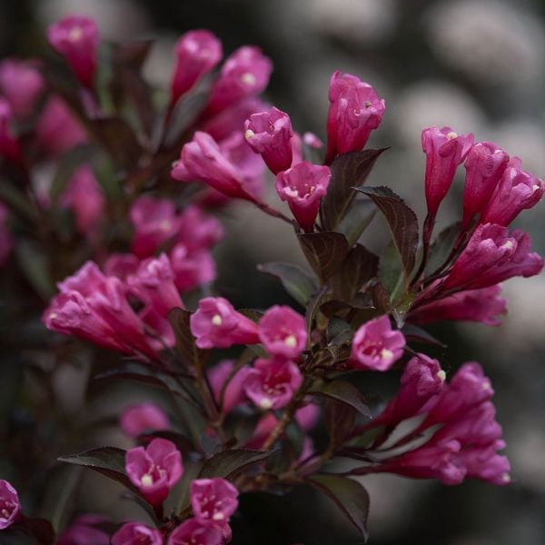 Weigela Florida Wine & Roses®