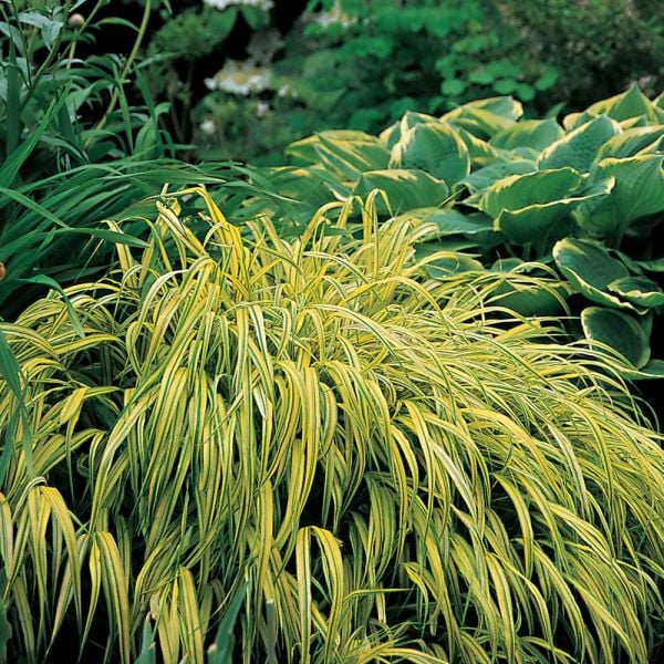 Ornamental Grass: Hakonechloa Macra 'Aureola'