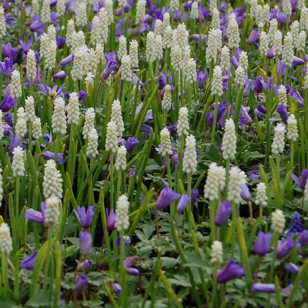 Muscari Botryoides 'Album'