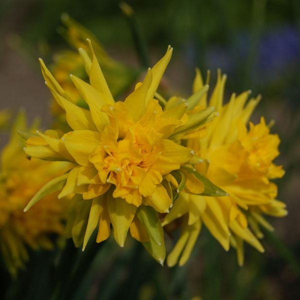 Narcissus 'Rip Van Winkle'
