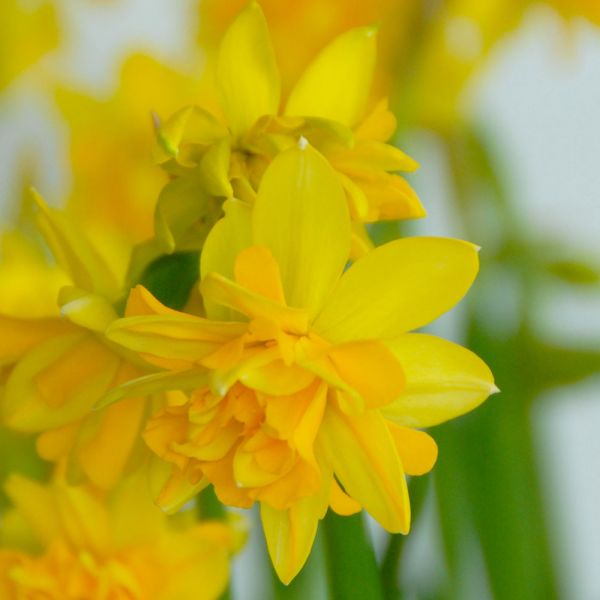 Narcissus 'Tête Bouclé'