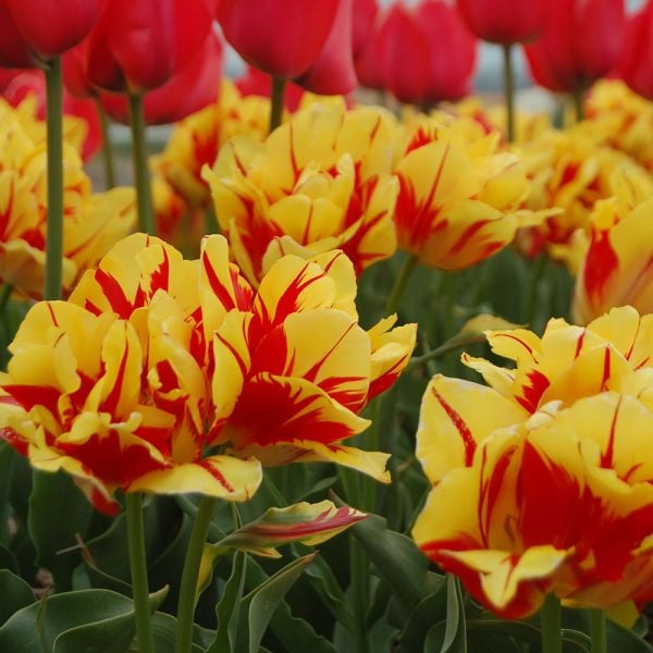 Tulip 'Monsella'