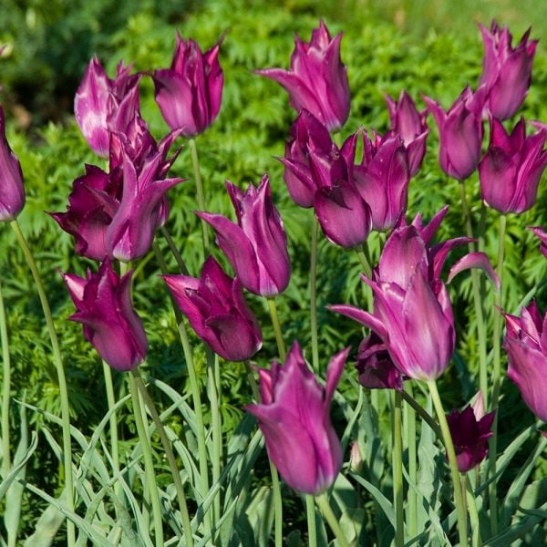 Tulip 'Purple Dream'