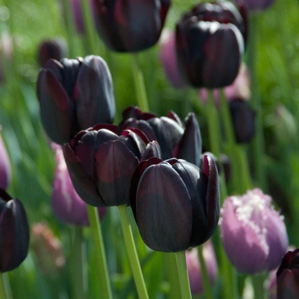 Tulip 'Queen Of Night'