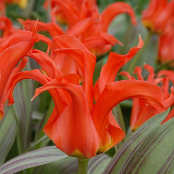 Tulip 'Rigas Barikades'