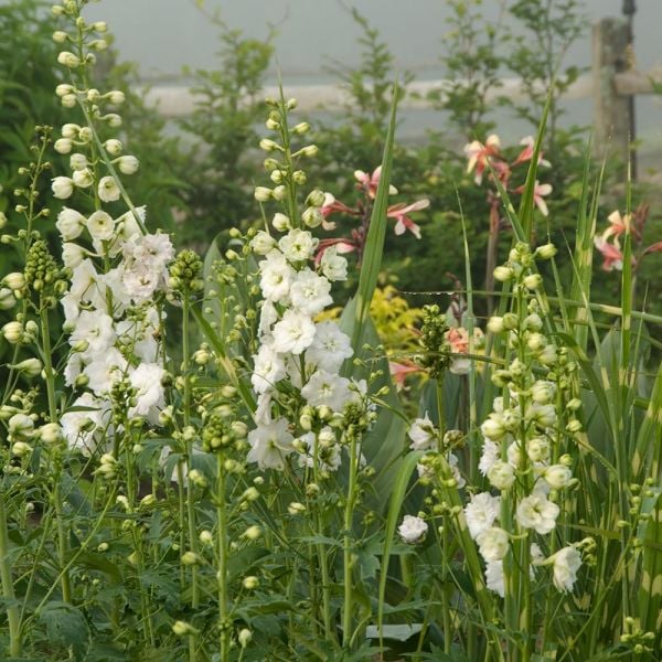 Delphinium Magic Fountains Strain