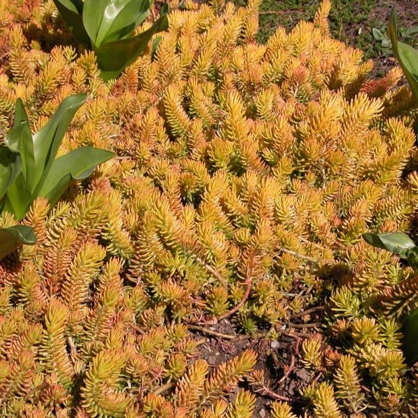 Sedum Rupestre 'Angelina'