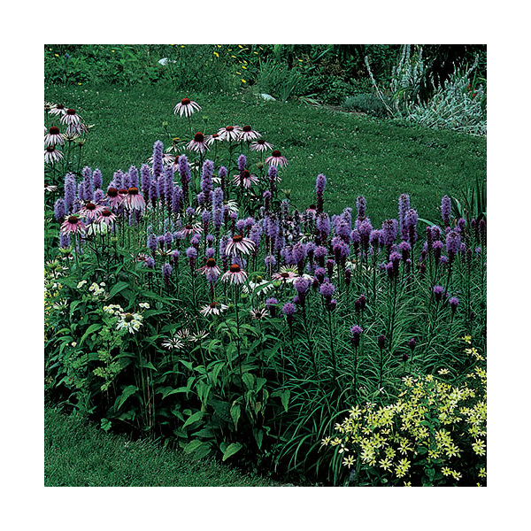 Liatris Spicata 'Kobold'