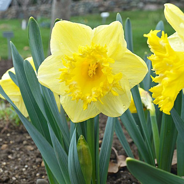 Narcissus 'Snowtip'